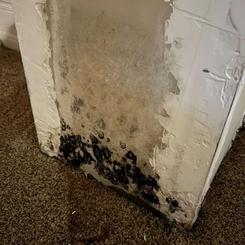 Professional Mold Removal in Weehawken, NJ